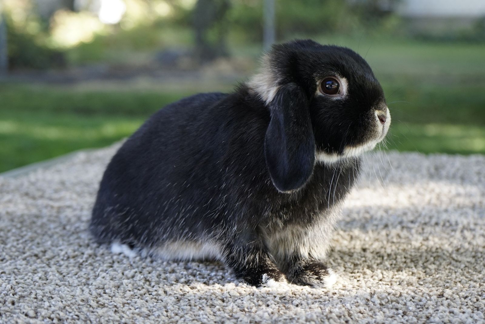 Purebred Holland Lop Doe