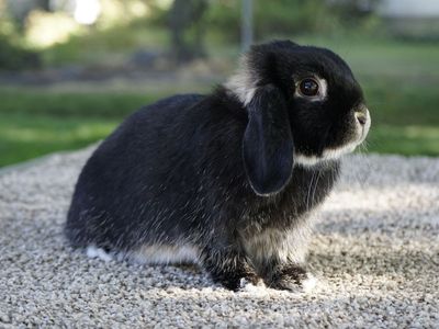 Purebred Holland Lop Doe