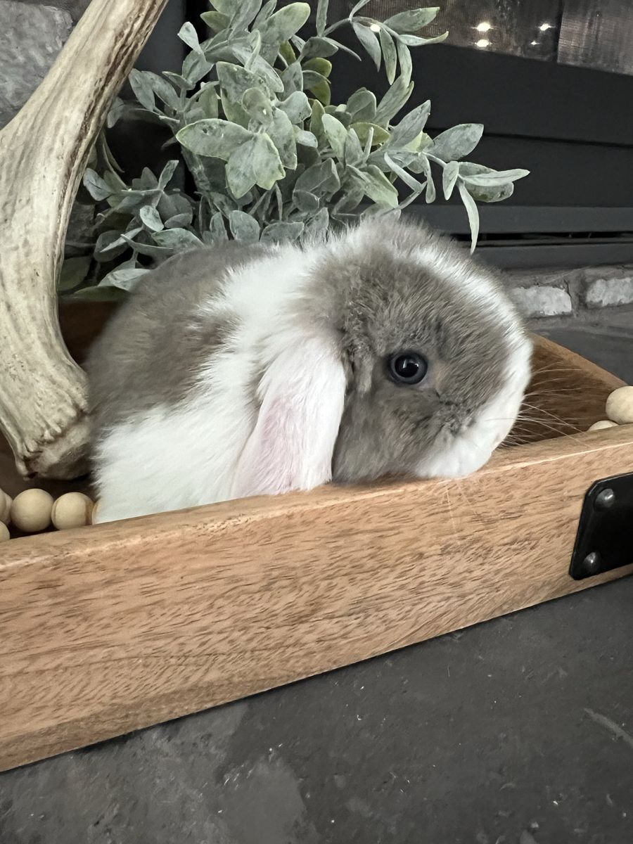 6 Week Old Holland Lops