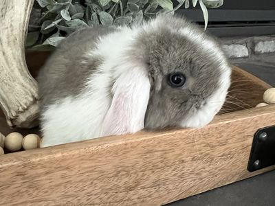 6 Week Old Holland Lops