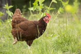 Chickens Free (4 Rhode Island Red + 4 White Leghorn) 1 month old