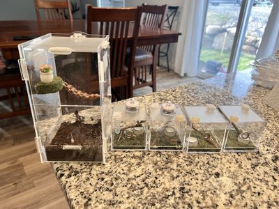 Set of 5 Acrylic Jumping Spider Enclosures with Decor