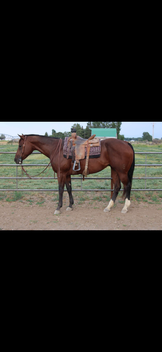 Steer wrestling Horse