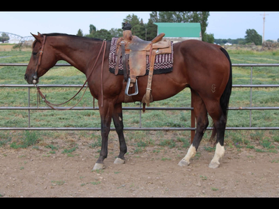 Steer wrestling Horse