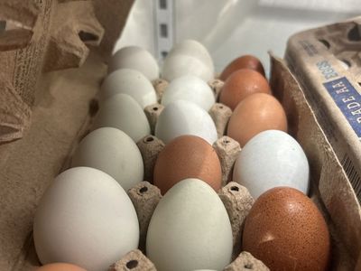 Farm Fresh Mixed Color Eggs - 18 packs