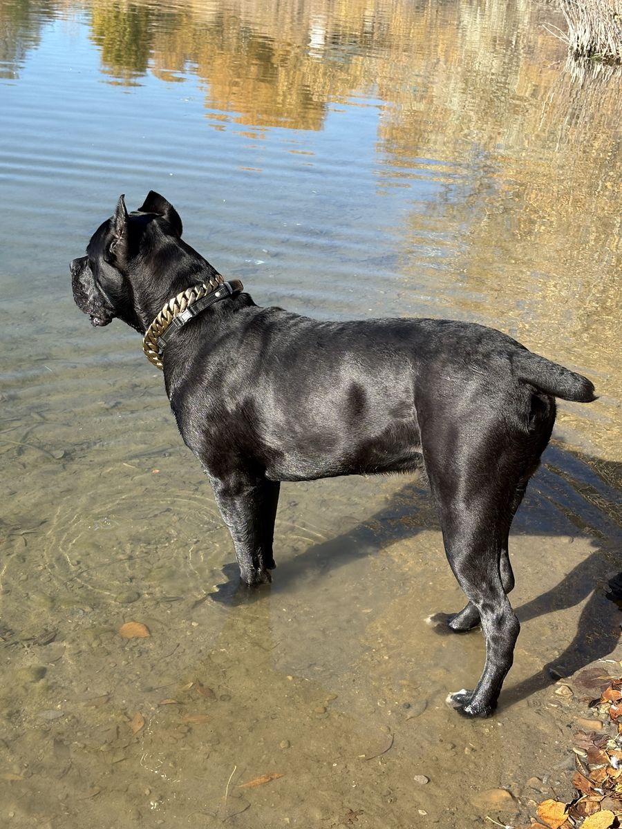 AKC / ICCF Cane Corso Stud Champion Bloodlines