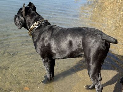 AKC / ICCF Cane Corso Stud Champion Bloodlines