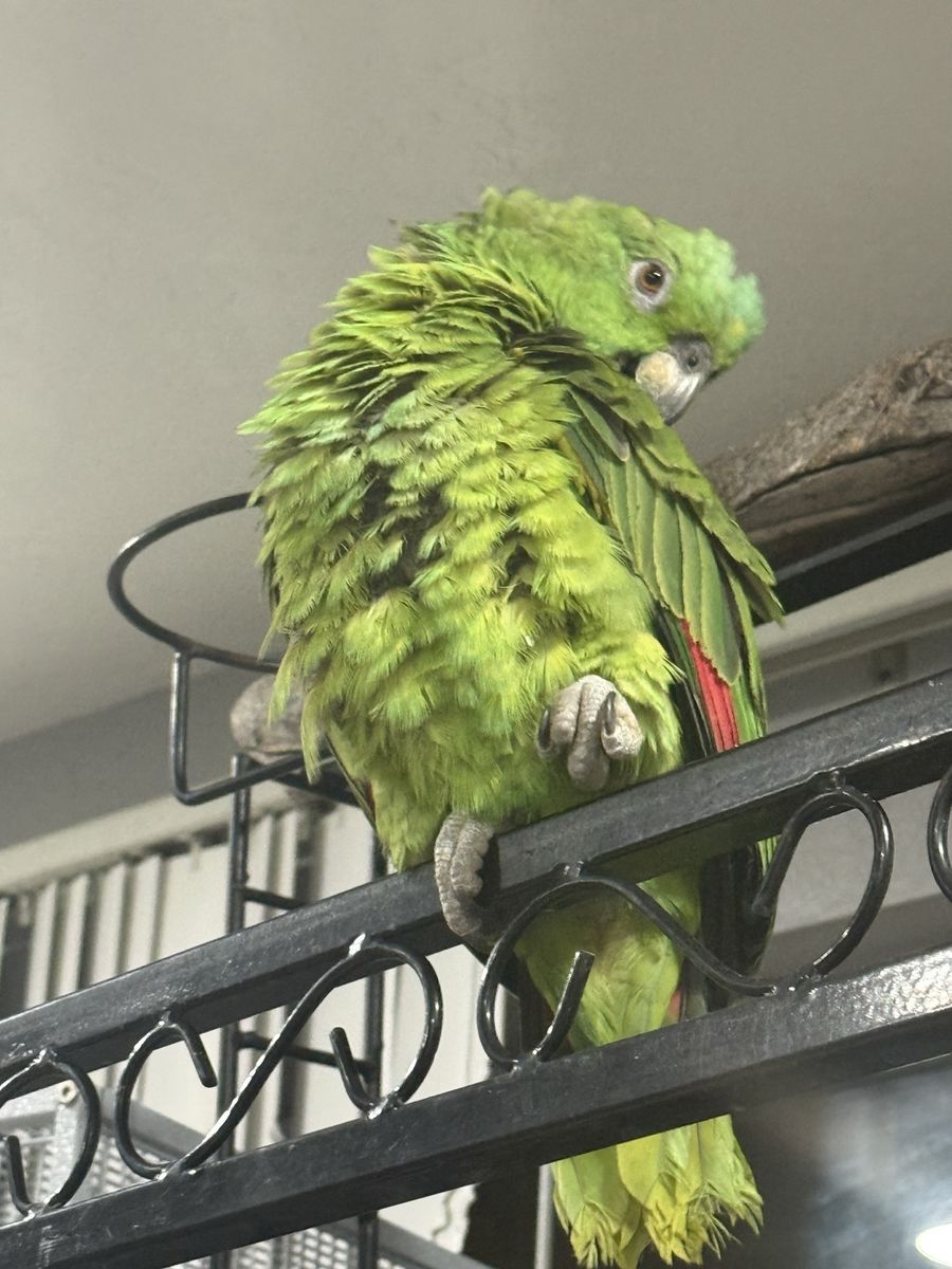 Green Amazon Parrot Pet