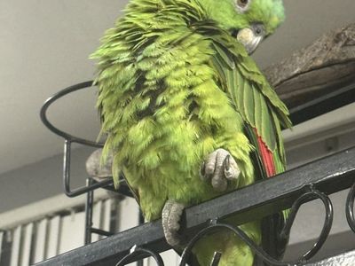 Green Amazon Parrot Pet
