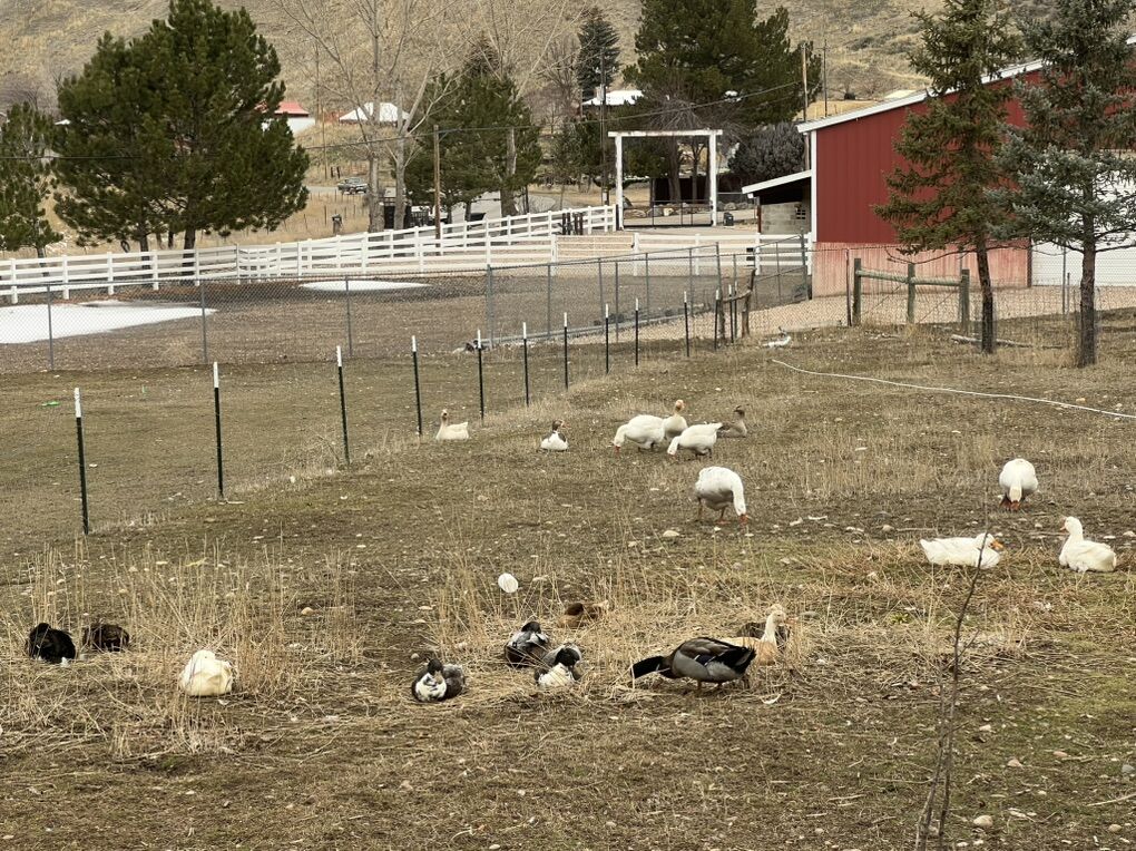 Ducks And Geese For Sell