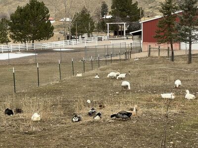 Ducks And Geese For Sell