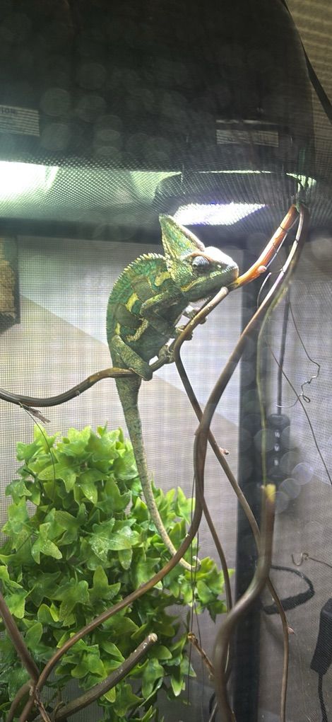 Male Chameleon with Cage