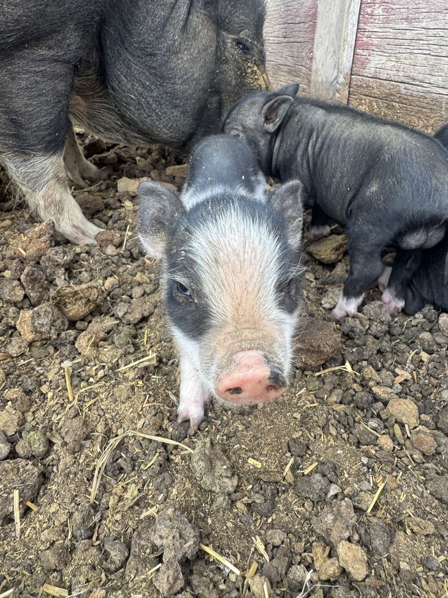 Main image 2