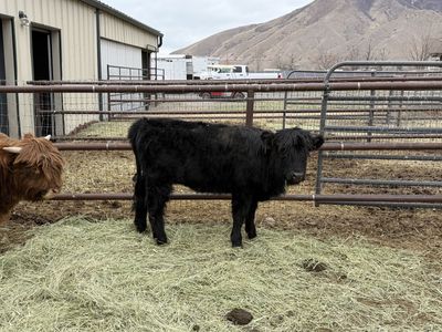 7 Mo. Old Black Highland Heifer