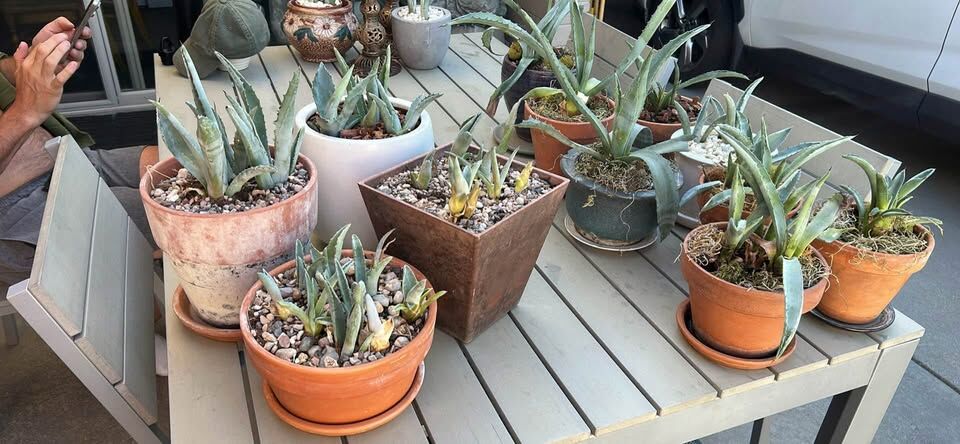 Blue Agave Cactus Plants & $49 & $29