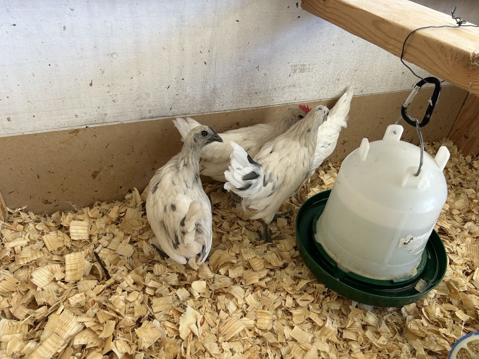 Coop ready zombie pullets