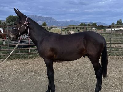 Yearling John Mule