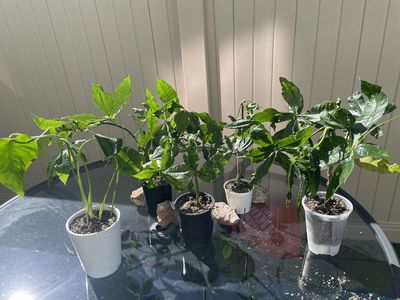 Lucky Money Trees and Monstera Deliciosa (Rooted & Potted)