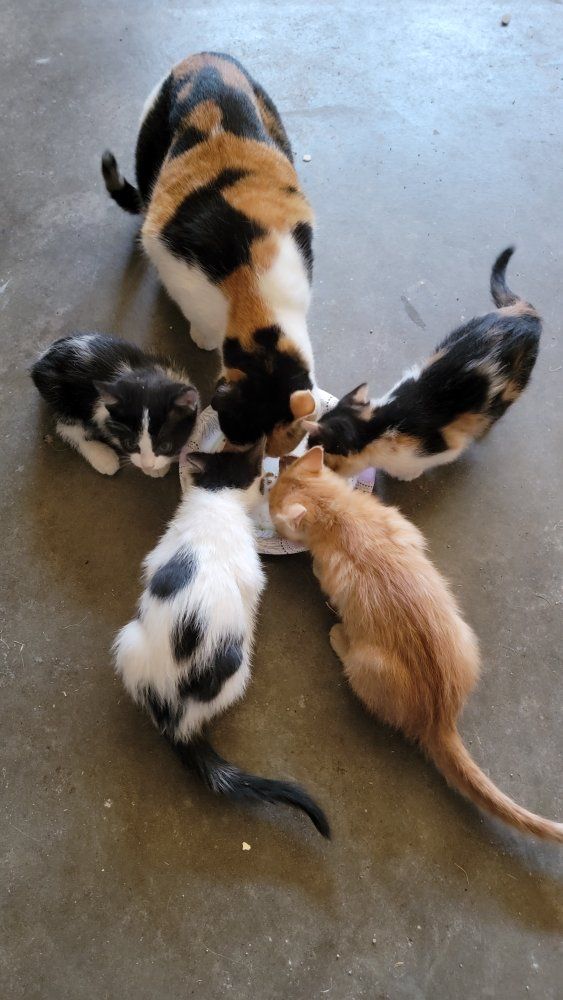 Adorable Free Spring kittens available now.
