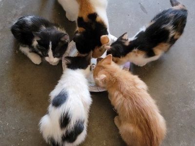 Adorable Free Spring kittens available now.