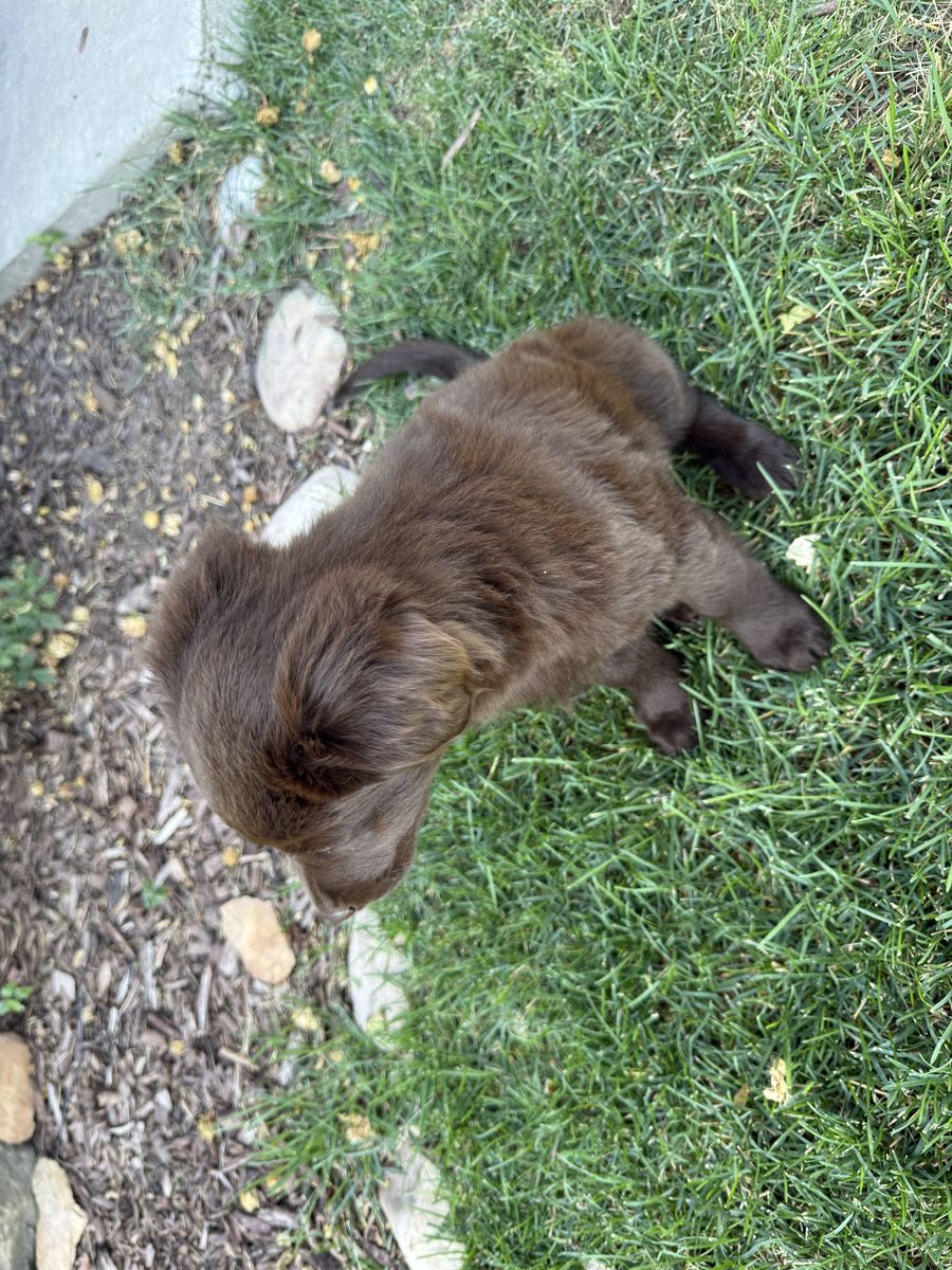 Cute puppy