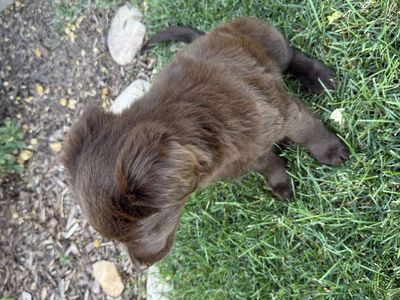 Cute puppy