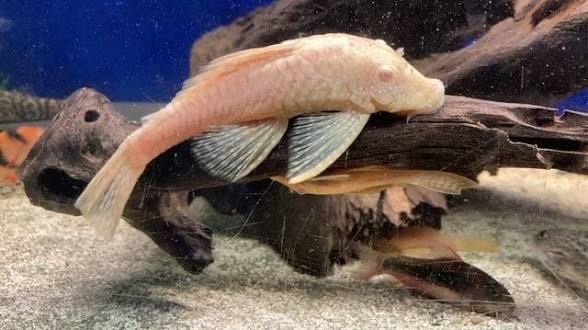 Adult Albino Bristlenose Pleco Female– Fully Grown