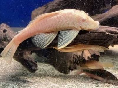 Adult Albino Bristlenose Pleco Female– Fully Grown