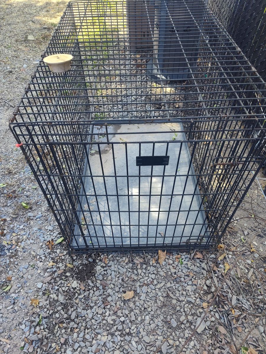Big dog kennel