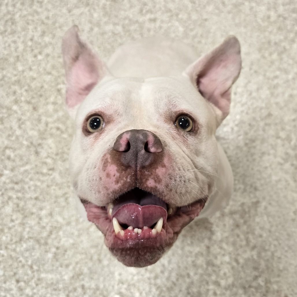 Hello my name is The Missus