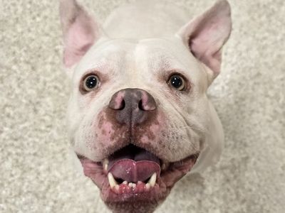 Hello my name is The Missus