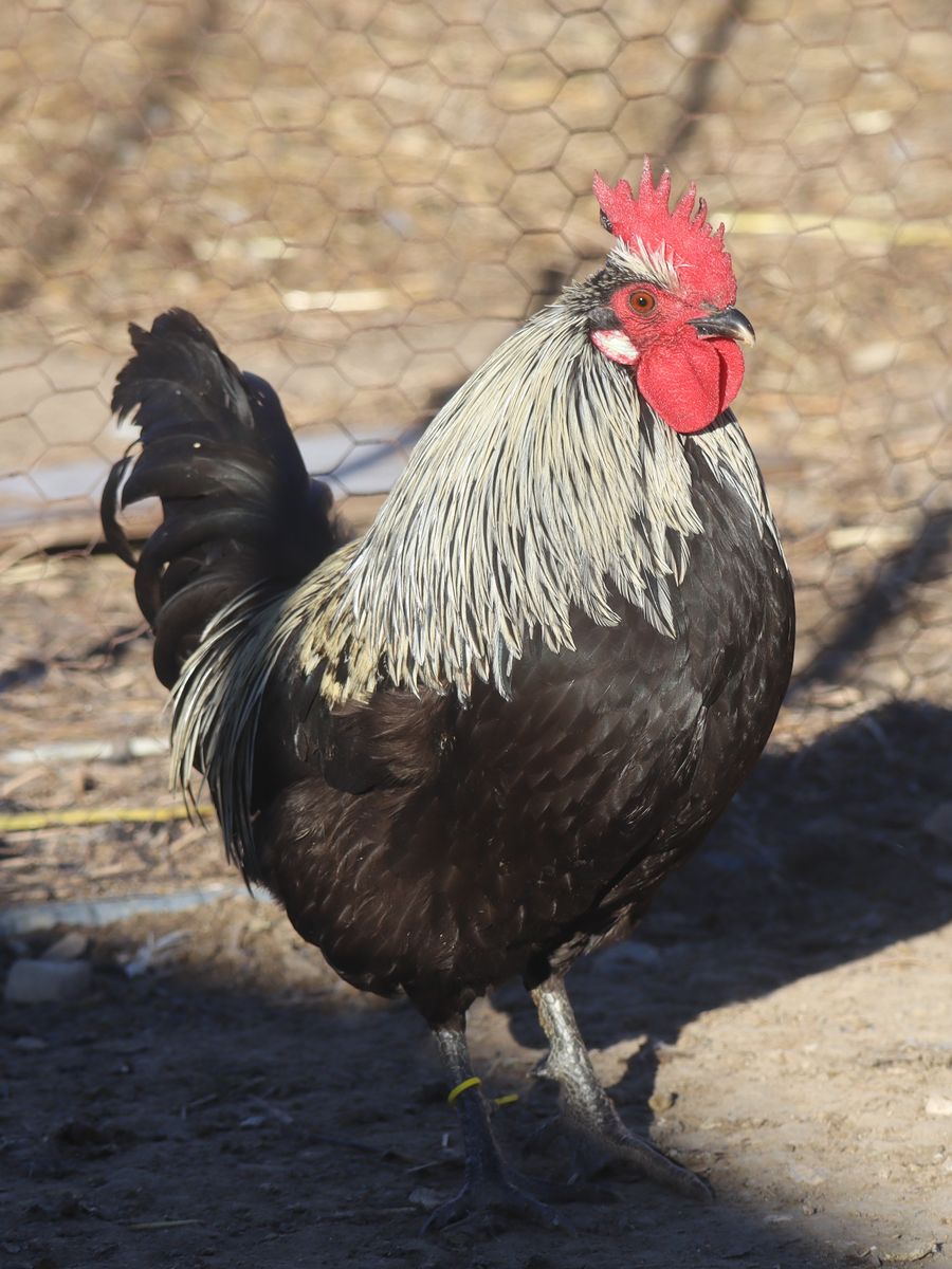 Silverudd's Blue Rooster