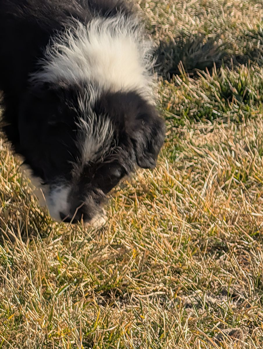 Idaho shag puppies