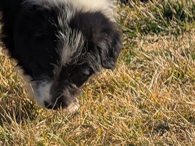 Idaho shag puppies