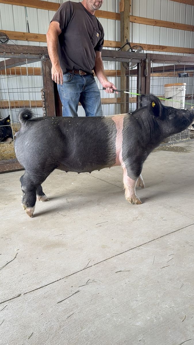 Guilt show pig