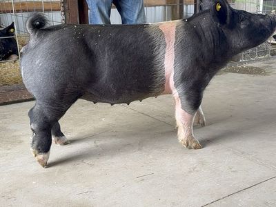 Guilt show pig