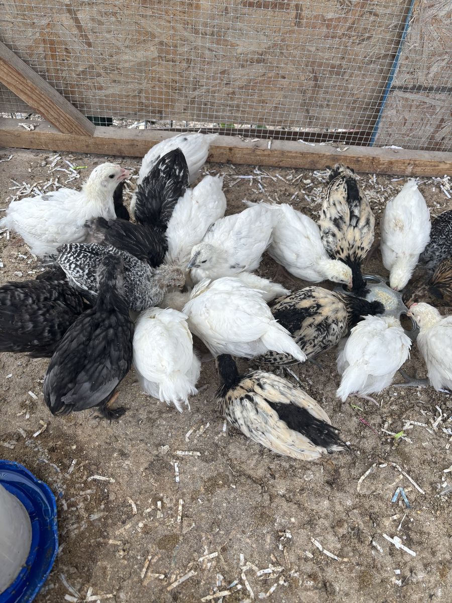 Breese Chicks Coop Ready