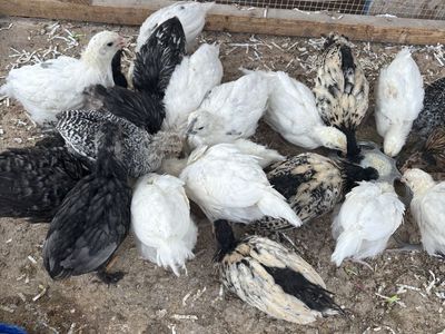Breese Chicks Coop Ready