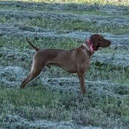 Male Vizsla (1+ years old)