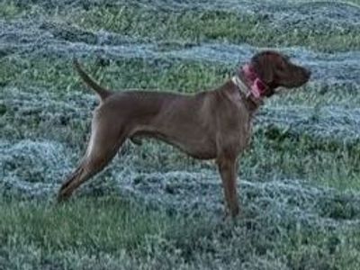 Male Vizsla (1+ years old)