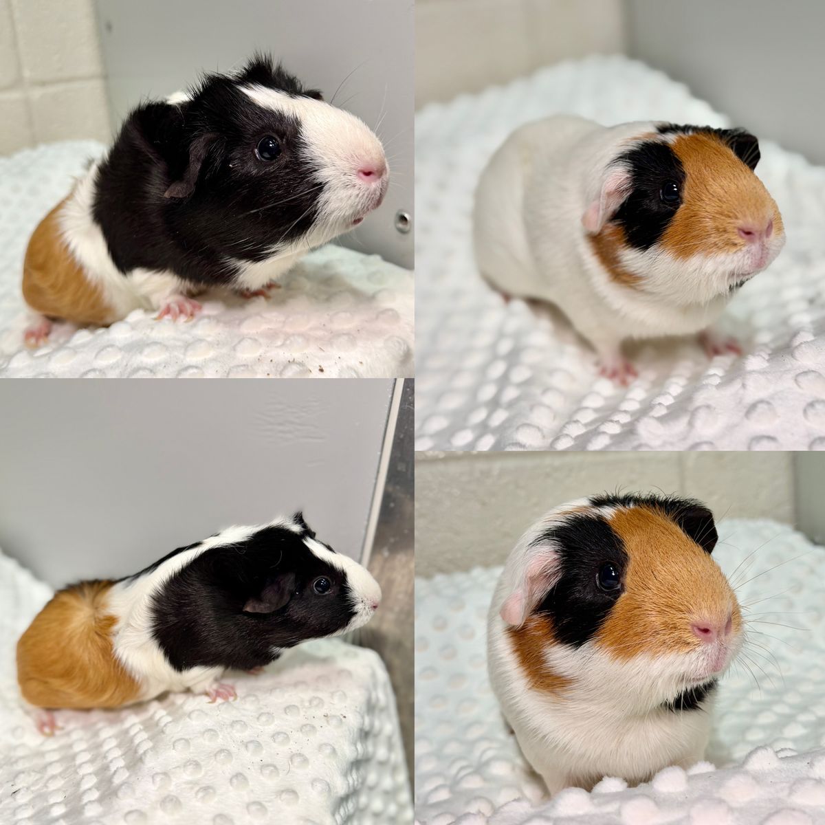 2 Female Guinea Pigs Available!