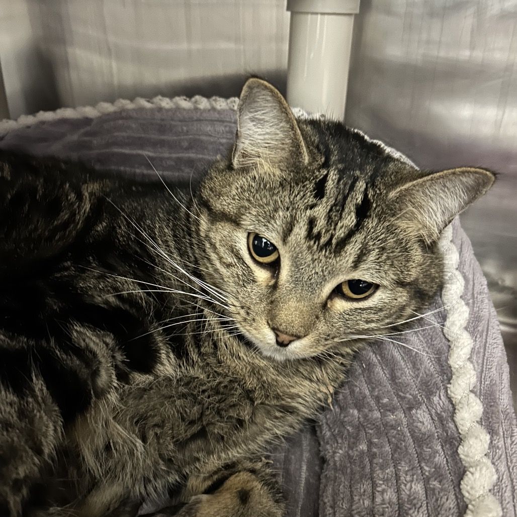 Hello my name is Kenner