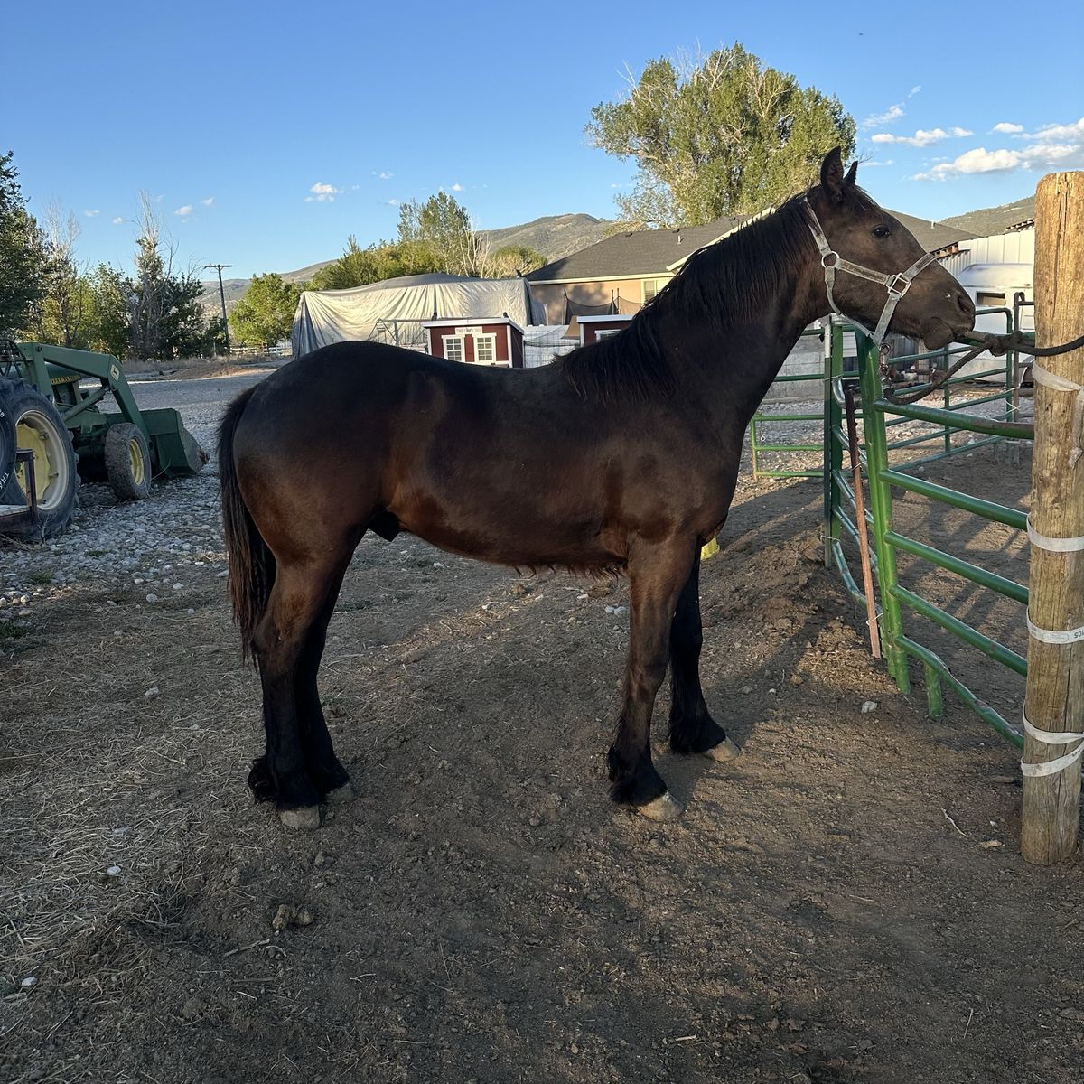 One year old friesian colt