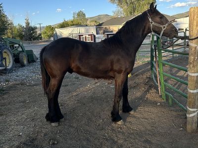 One year old friesian colt