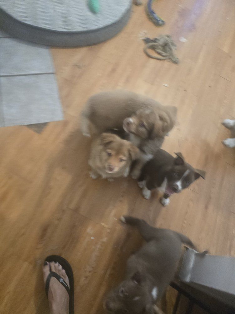 Puppies Looking for Loving Homes
