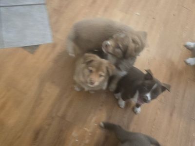 Puppies Looking for Loving Homes