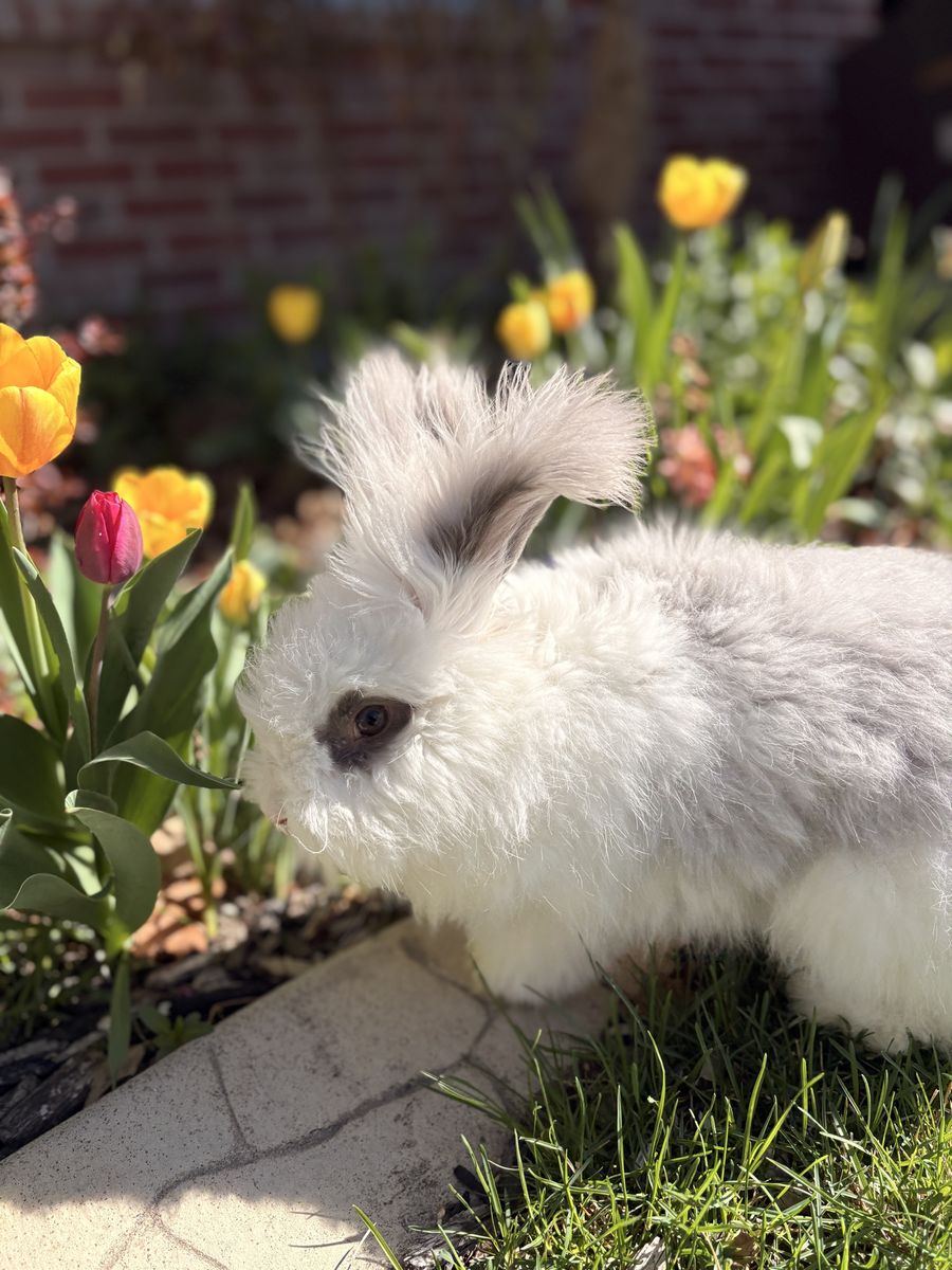 VM Broken Lilac English Angora Buck Bunny Rabbit
