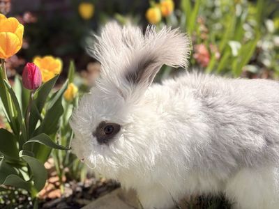 VM Broken Lilac English Angora Buck Bunny Rabbit