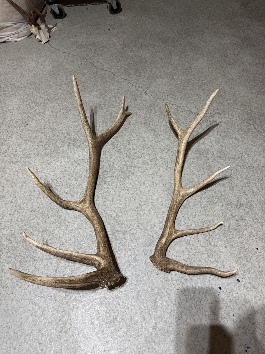 Dark brown elk antlers