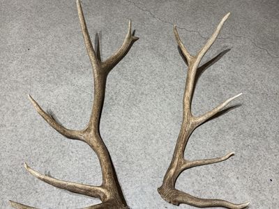 Dark brown elk antlers